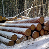 Wir verkaufen Lärchen- und Zedernholzstämme aus einem Lager in Moskau - image 21 | Product