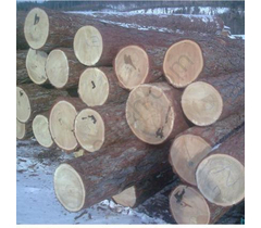Round timber of Siberian larch with delivery to Moscow and the region - image 11 | Product