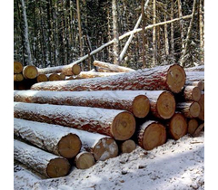We sell larch and cedar logs from a warehouse in Moscow - image 21 | Product