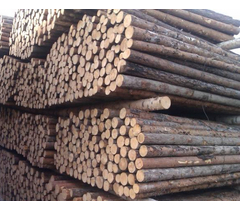 Round sawlog Larch, Siberian Pine (Eng), diameter from 8-40 cm and above 4.5.6 m. Grade 1,2,3(A,BC) - image 21 | Product