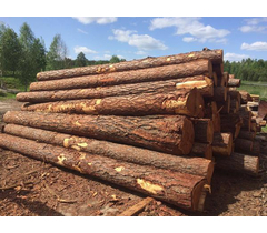 Sägerundholz, Sibirische Lärchen- und Zedernholzstämme vom Hersteller. - image 21 | Product