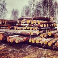 Round timber, larch and cedar logs from the manufacturer. - image 26 | Product