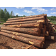 Sawlogs, Siberian larch and cedar logs from the manufacturer. - image 21 | Product