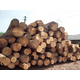 Sägerundholz, Sibirische Lärchen- und Zedernholzstämme vom Hersteller. - image 23 | Product