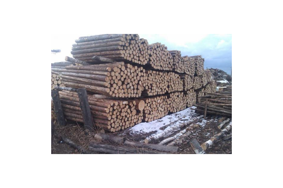 Round sawlog Larch, Siberian Pine (Eng), diameter from 8-40 cm and above 4.5.6 m. Grade 1,2,3(A,BC) - image 22 | Product