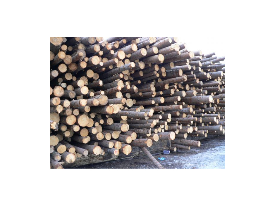 Round sawlog Larch, Siberian Pine (Eng), diameter from 8-40 cm and above 4.5.6 m. Grade 1,2,3(A,BC) - image 23 | Product
