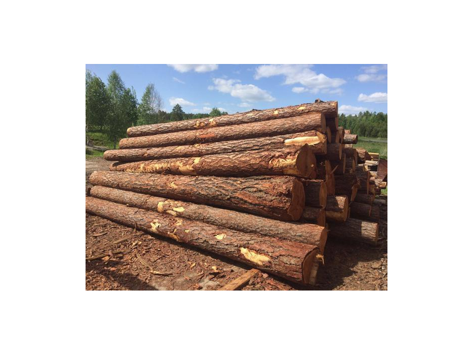 Sägerundholz, Sibirische Lärchen- und Zedernholzstämme vom Hersteller. - image 21 | Product