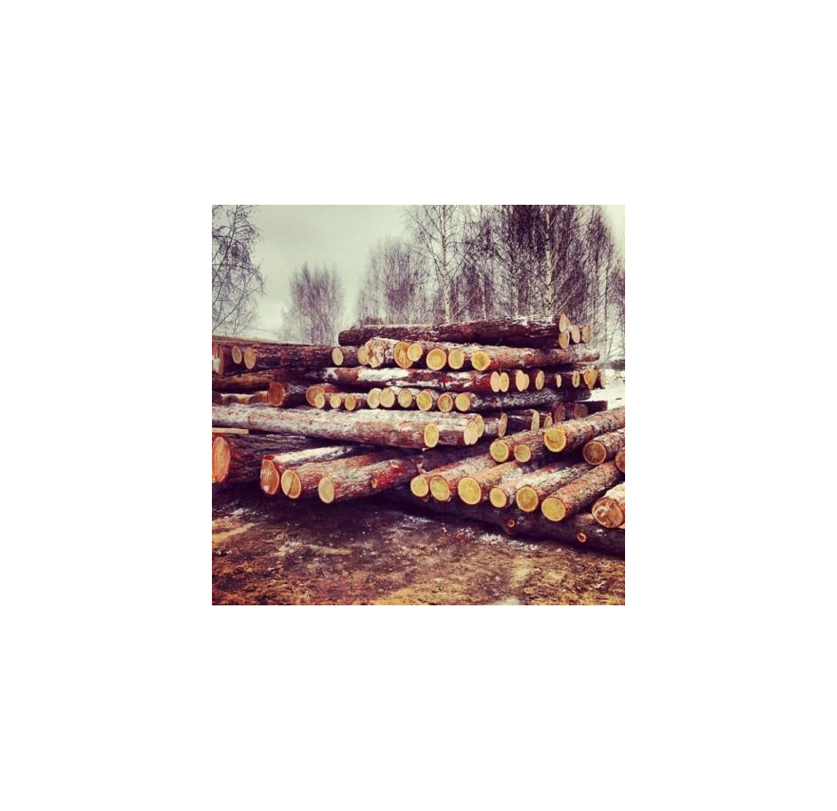 We sell larch and cedar logs from a warehouse in Moscow - image 22 | Product