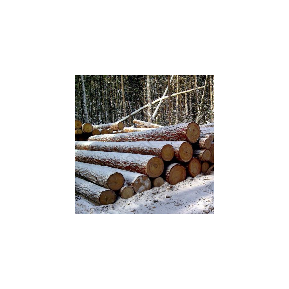 We sell larch and cedar logs from a warehouse in Moscow - image 21 | Product